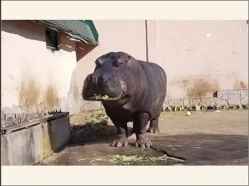 Svetski den na nilskiot konj 1